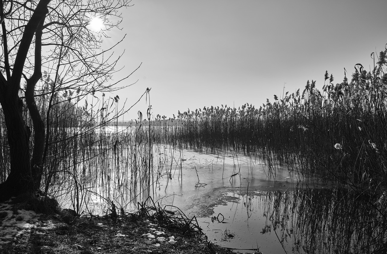 Frozen Reed