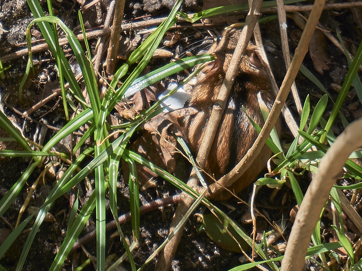 close-up of the field mouse