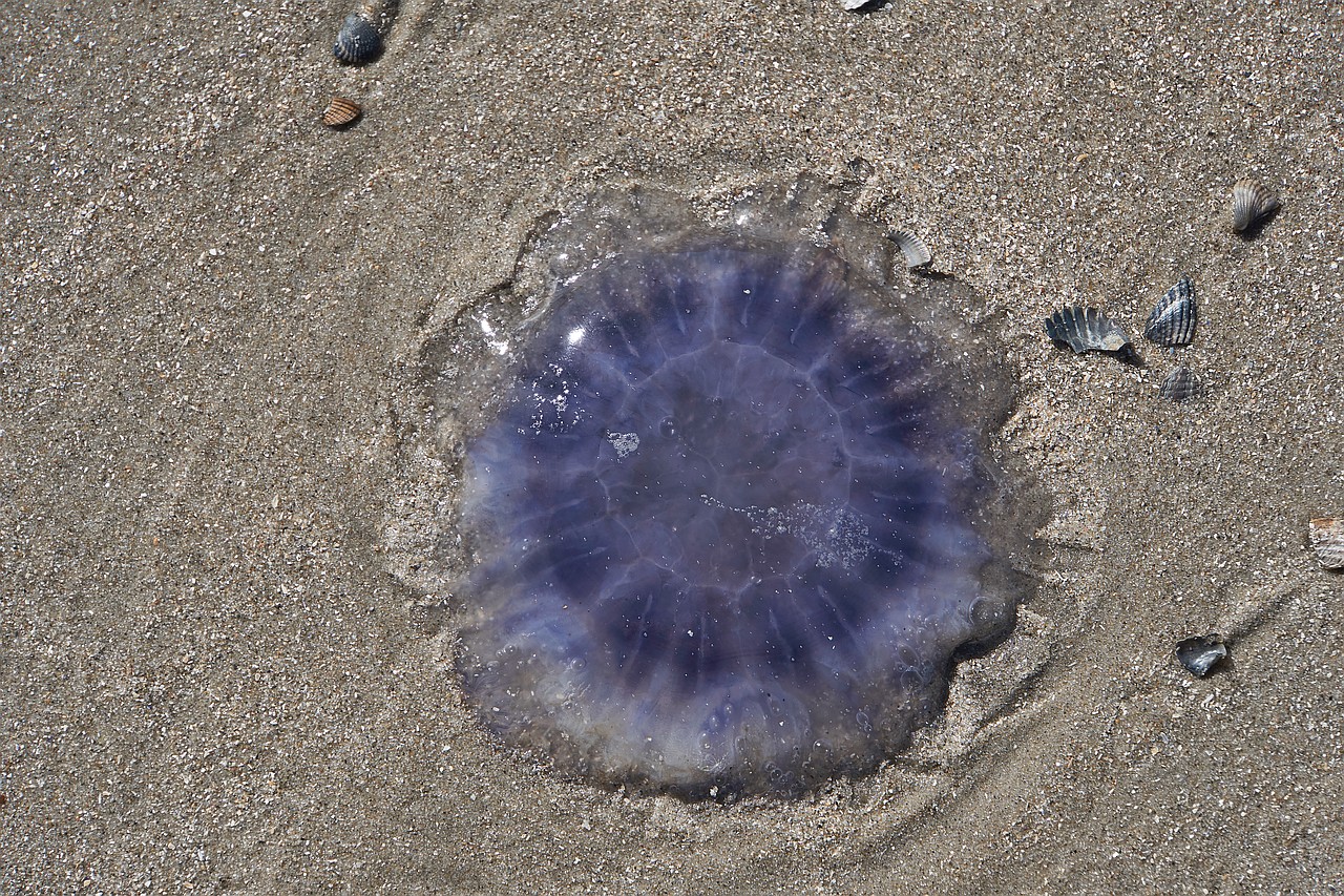 Blue Eyes on the Beach